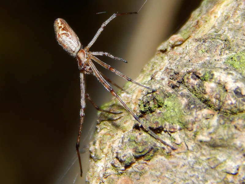 Tetragnatha sp. (in posa terrifica?) - Pontevecchio (MI)